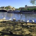 Секретное место с лебедями в праге Где покормить лебедей в Праге