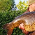 Capricious autumn crucian carp Where is the crucian carp at the end of September