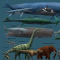 Jak śpią wieloryby i inne ciekawe fakty na temat niesamowitych gigantów